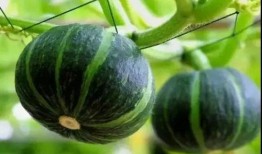 网红吃瓜资源444,一场视觉盛宴的狂欢之旅